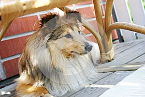 Sheltie