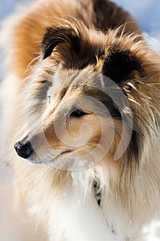 Sheltie
