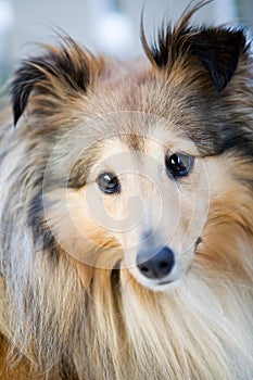 Sheltie