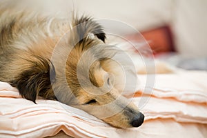 Sheltie