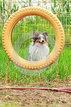 Sheltie blue merle or marbled dog about to jump over the ring at the agility training ground