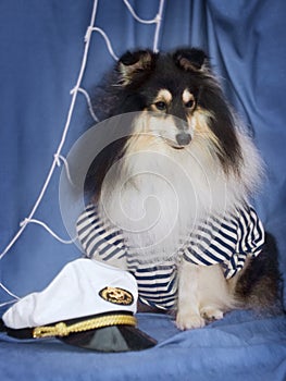 Sheltie in captain suit