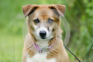 Sheltie Collie Spaniel mixed breed dog