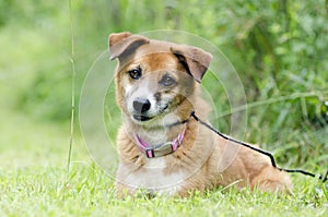 Sheltie Collie Spaniel mixed breed dog laying in grass