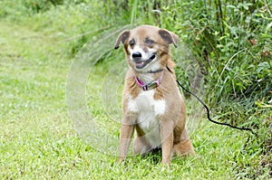 Sheltie Collie Spaniel mixed breed dog sitting in grass