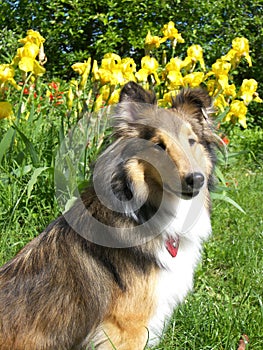 Sheltie dog