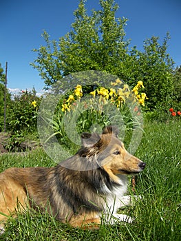 Sheltie dog