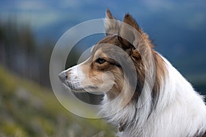 Sheltie Dog.