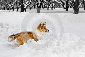 Sheltie dog activity in the snow. Playing in winter park