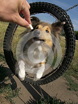 Sheltie dog agility