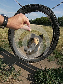 Sheltie dog agility