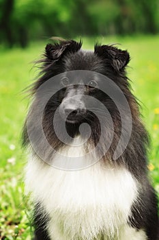 Sheltie dog black and white