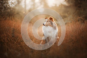 Sheltie dog in the field