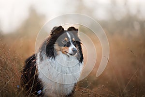 Sheltie dog in the field