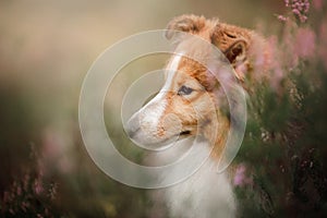 Sheltie dog in the field