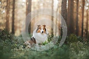 Sheltie dog in the forest