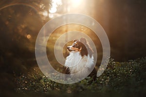 Sheltie dog in the forest