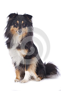 Sheltie dog isolated