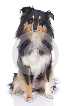 Sheltie dog isolated