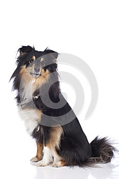 Sheltie dog isolated
