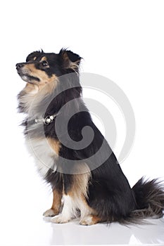 Sheltie dog isolated