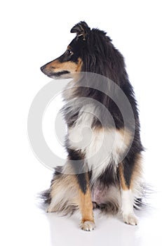 Sheltie dog isolated