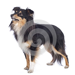 Sheltie dog isolated