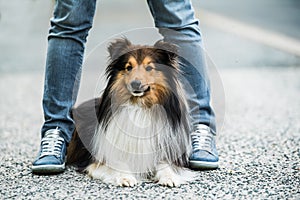 Sheltie dog between the legs of his owner