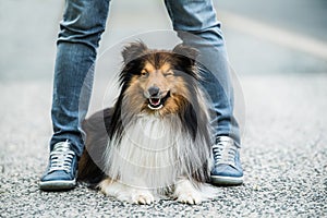 Sheltie dog between the legs of his owner