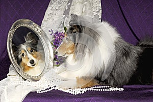 Sheltie dog looking in a mirror