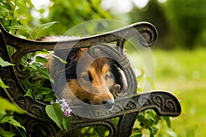 Sheltie dog lying on a old garden bench