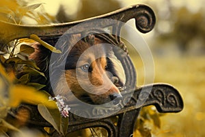 Sheltie dog lying on a old garden bench