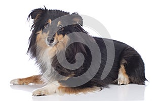 Sheltie dog lying on white