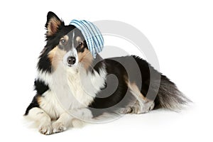 Sheltie dog lying on a white background