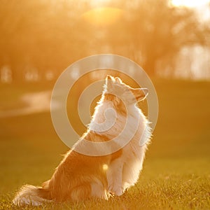 Sheltie dog in a park with green field and sunset.