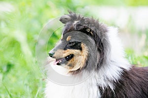 Sheltie dog portrait