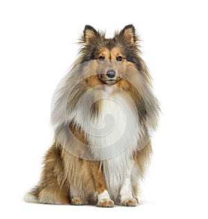 Sheltie dog sit in front and looking at the camera, isolated on