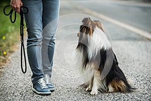 Sheltie dog sitting next to his owner