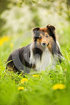 Sheltie dog in a spring flower meadow