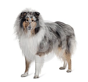 Sheltie dog standing in front of white background