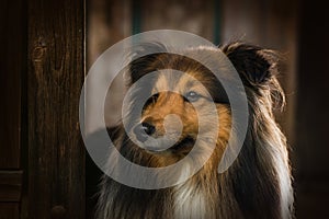 Sheltie dog standing in a garden arbor