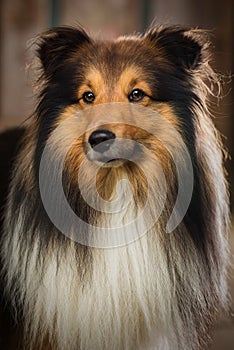 Sheltie dog standing in a garden arbor