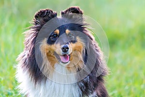 Sheltie dog with tongue hanging out