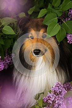 Sheltie dog under a lilac tree