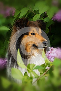 Sheltie dog under a lilac tree