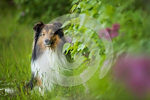 Sheltie dog under a lilac tree