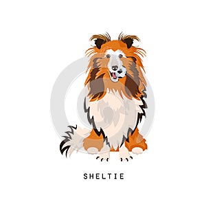 Sheltie, home pet. Shetland sheepdog or shetland collie, faithful dog.