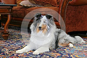 Sheltie indoors