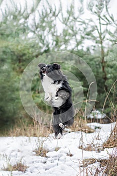 Sheltie jumping and having fun in the forest