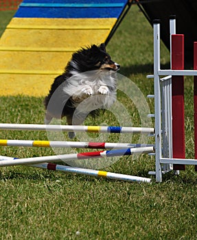 Sheltie leaping over double jump at agility trial